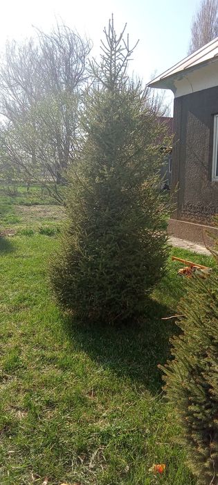 Голубые, зеленые ёлки, пихта