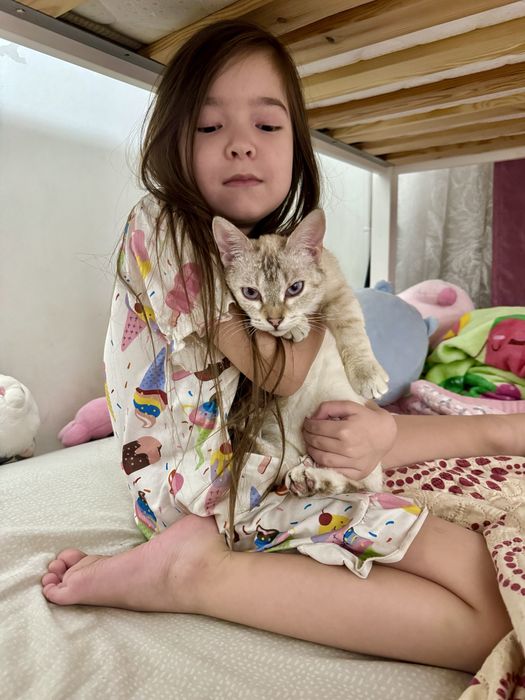 Тайская кошечка котенок 4 мес