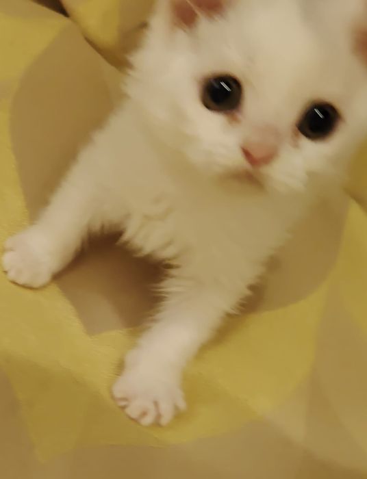 Селкирк рекс кудрявые котята