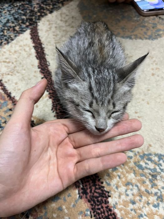 милый котенок девочка