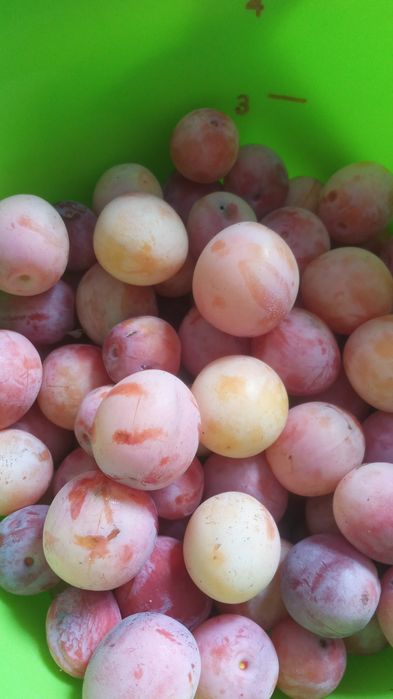 Продам  сливу сладкие