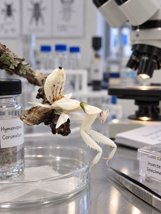 Orchid Mantis Hymenopus coronatus Călugăriță Orhidee Crescută în Captivitate hrana muste micute de vanzare pe cont / insta: Exotic rare insects