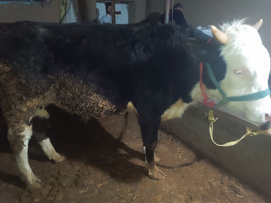 Сотиладиган буқалар