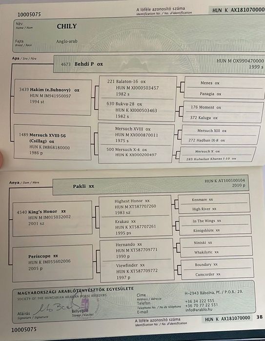 De vanzare iapa Anglo-arab 8 ani