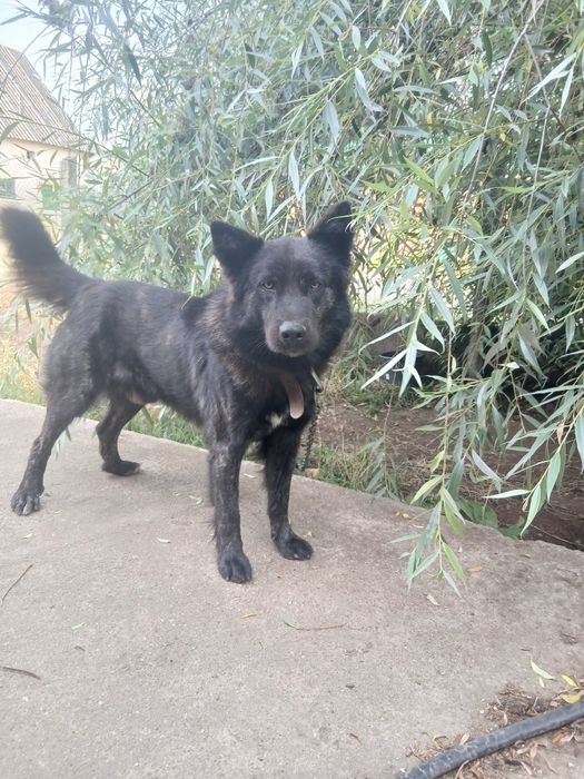 Ofer caine spre adopție