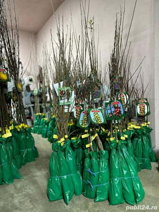Pomii Fructiferi Altoiți Clasici si Columnari anul 3 de vegetație
