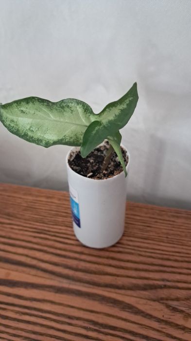 Продам сингониумы флескед