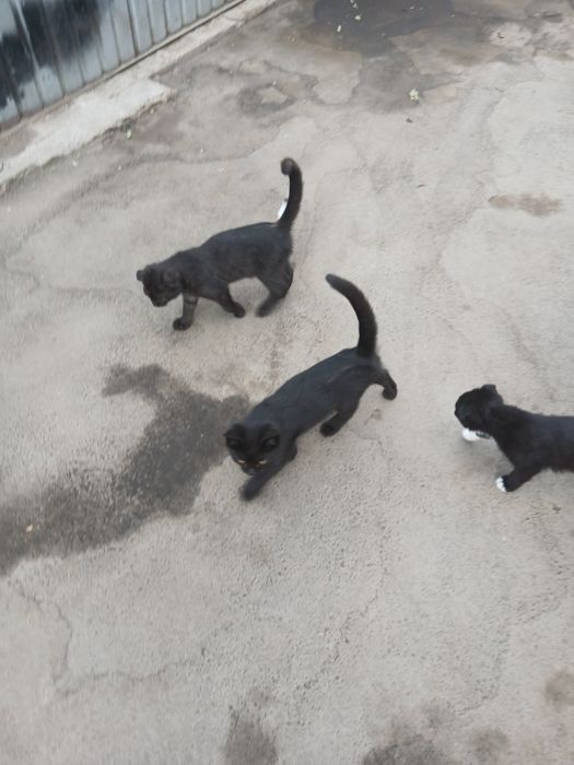 Отдам котиков бесплатно