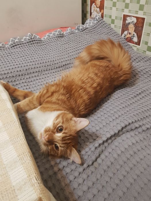 Отдаём кошку в хорошую руку . 8 месяцев.