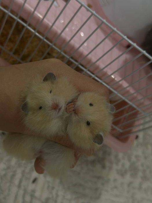 Продаются хомячки сирийские