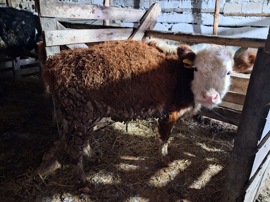 Продам крс  на развод