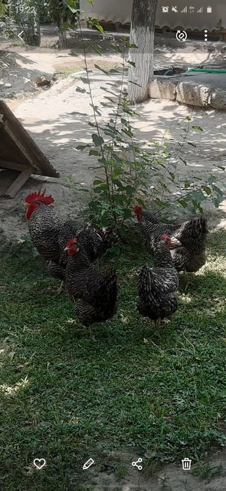 1+3    2 таси тухумда