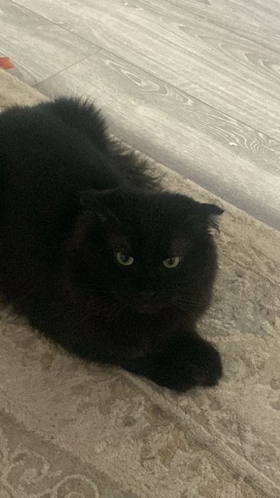 отдам кота в хорошие руки