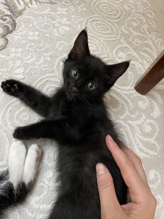 Отдам котят в добрые руки