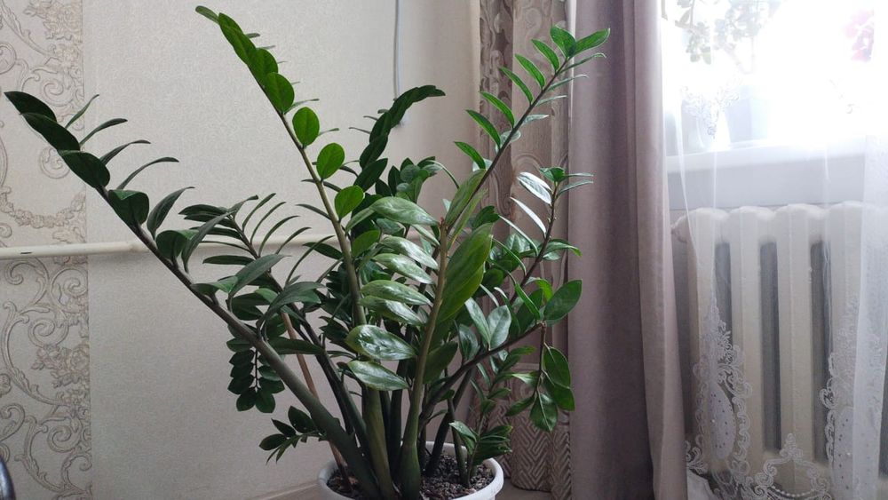 Продам цветок долларовое дерево