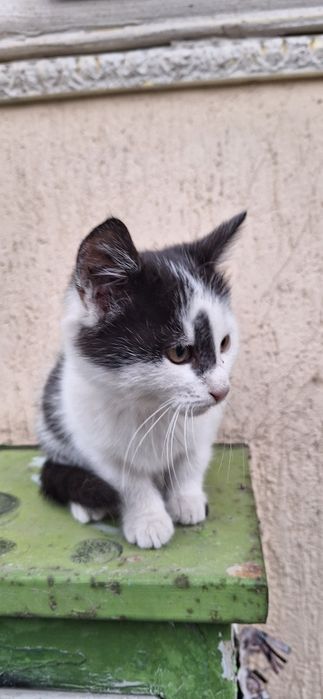 Подарявам котенце