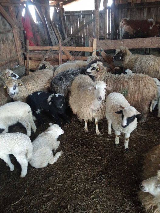 Vând 40 de oi cu miei