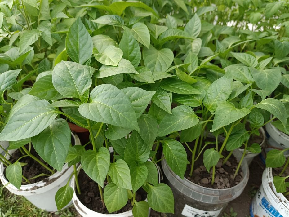 Продам рассаду баклажан, сладкий перец