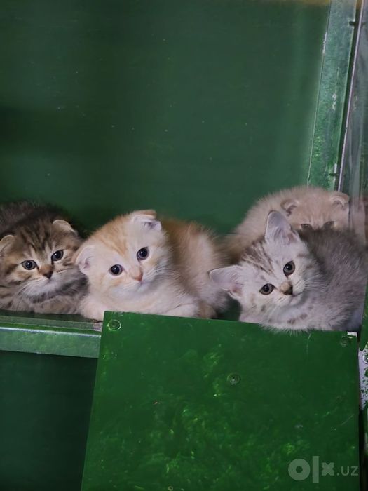Породистые Котята,  Шотландской породы фул/страйк
