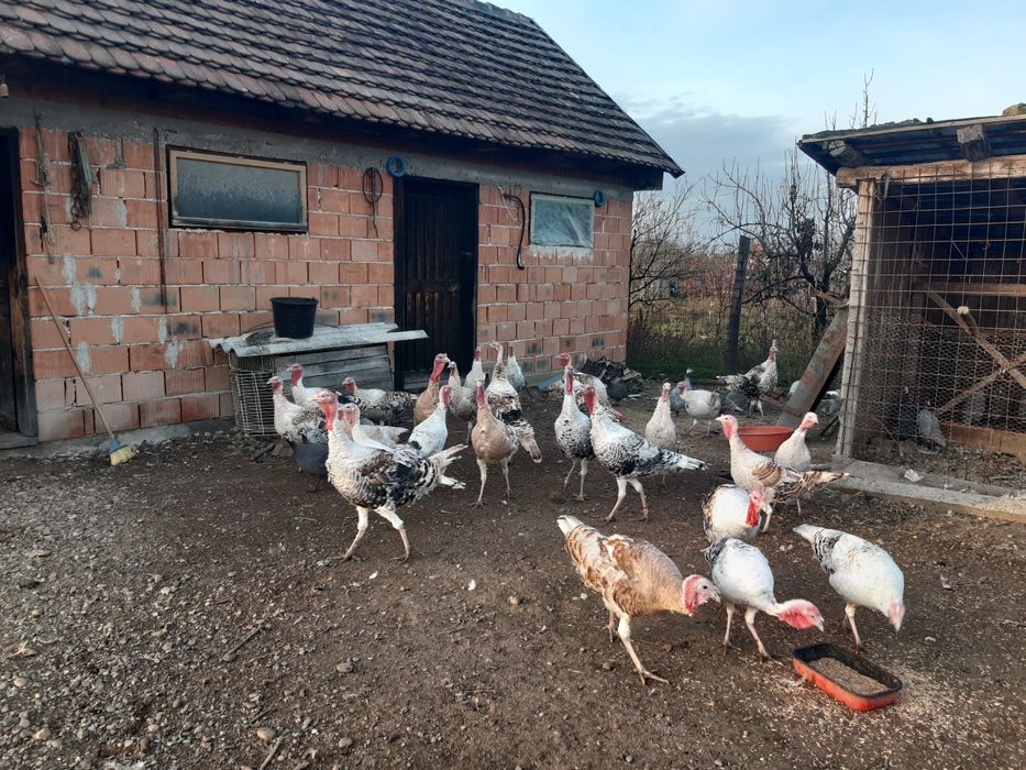 Vând curci de casă