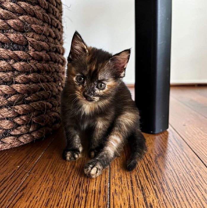 Отдам в семью котенка-девочку