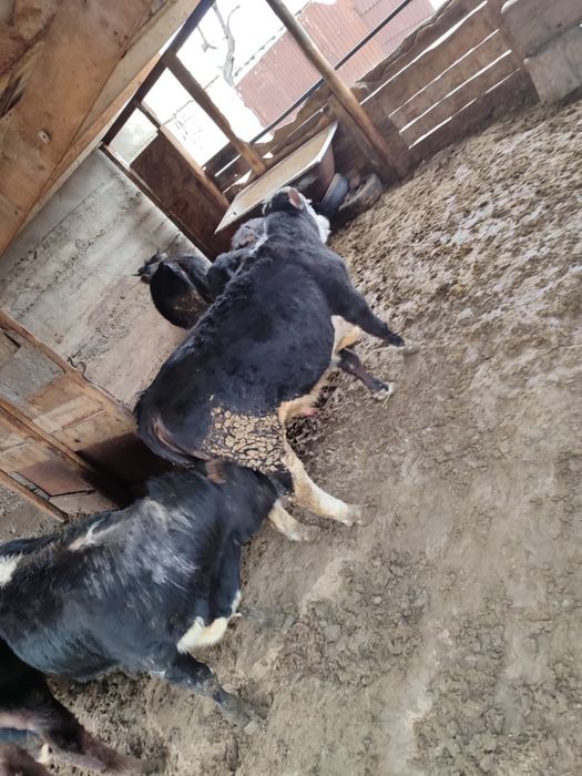 Срочно продам бычков