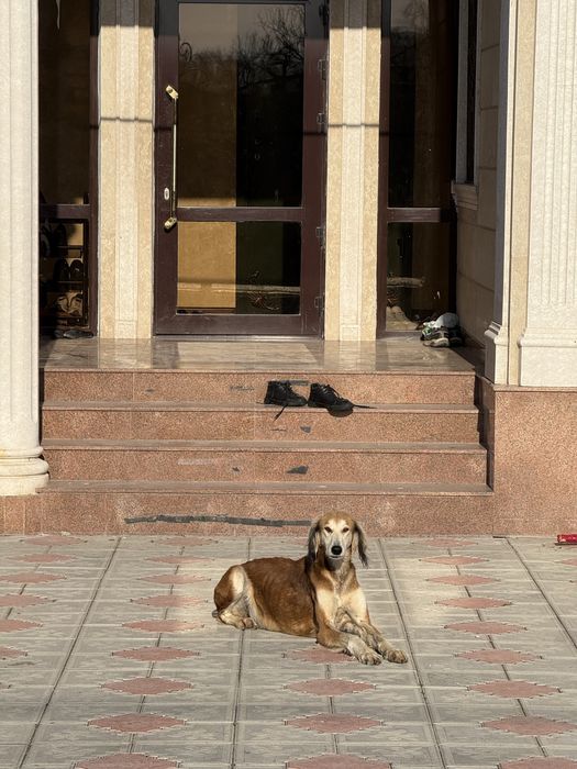 Ұрғашы тазы сатылады.