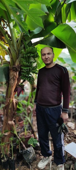 Банан кавендиш гранд наин ва каралевский сорти сотилади