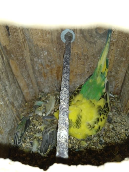 Валнистый попугайлар сотилади