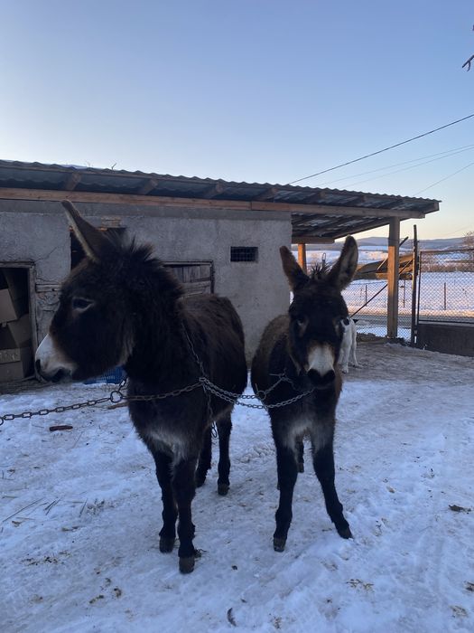 Vand doua magarite tinere