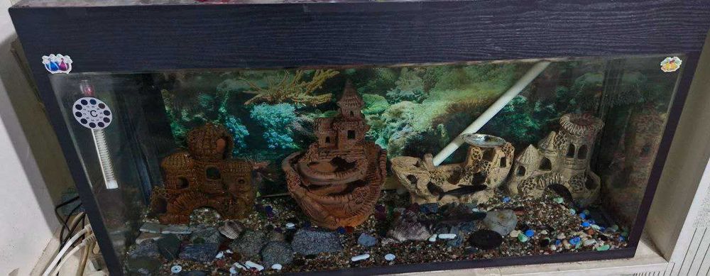 Аквариум сотилади - Akvarium sotiladi