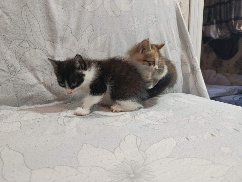 Mushuk va mushukbola