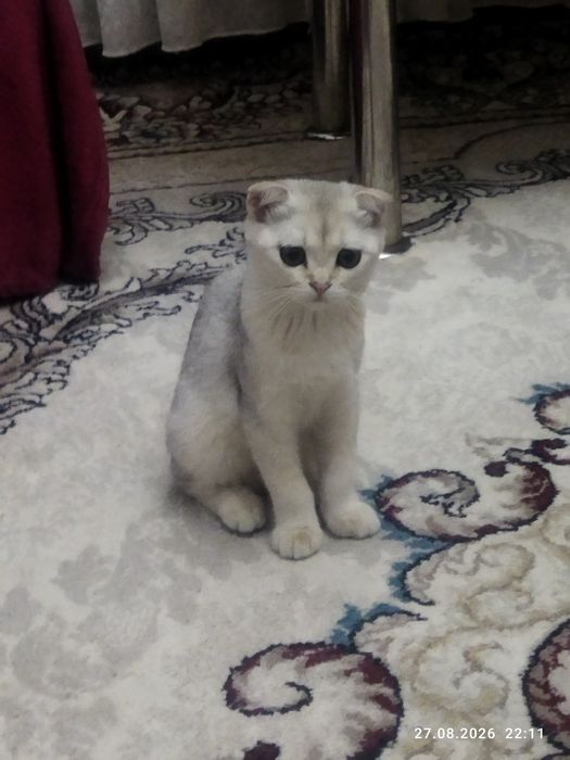 Срочно продаются котята
