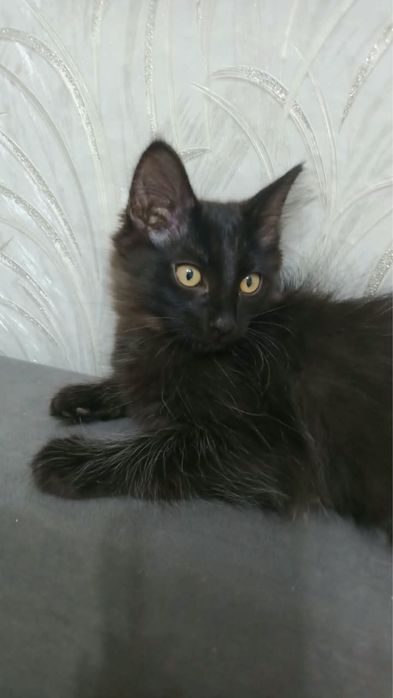 Отдам котят бесплатно