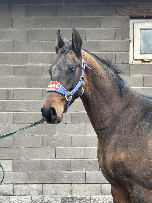 Продам ахалтекинца