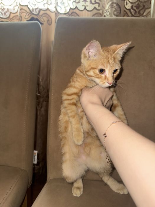 Котенок очень ласковый