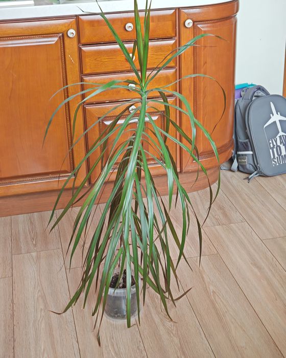 Драцена маргината