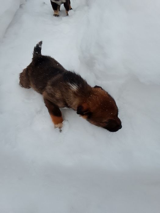 Отдам щенков бесплатно!