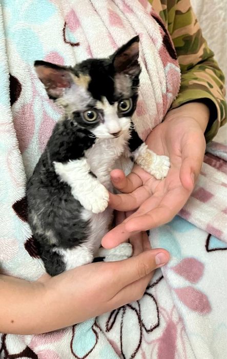 Котята, сфинкс канадский и браш банбино