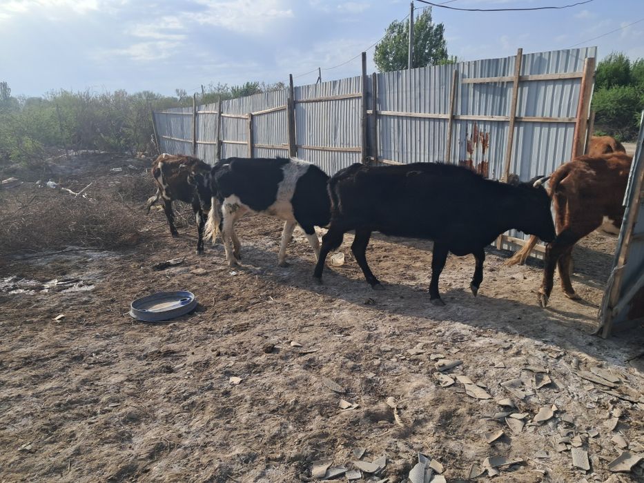 Продам коров с телятами