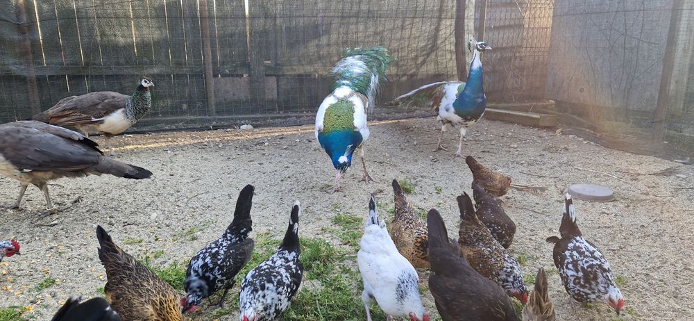 Gainuse pitice tineret 2025