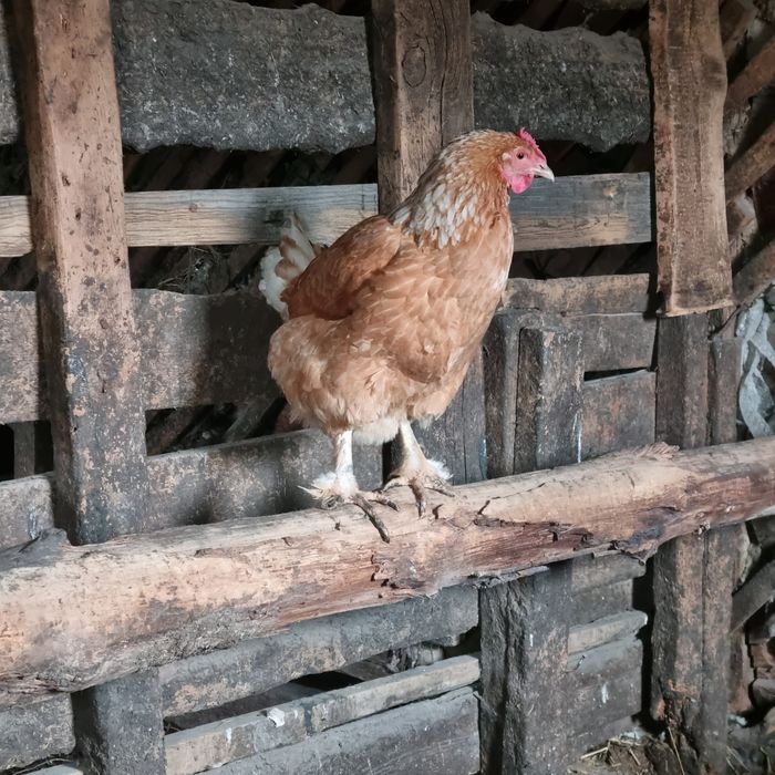 Продам курей породы.