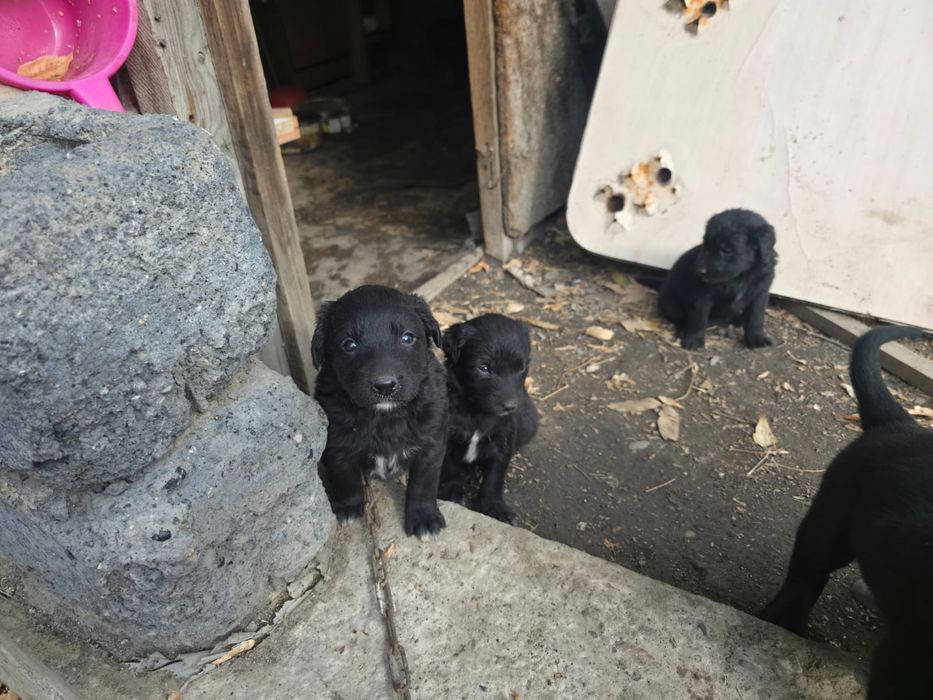 Отдам щенков кушают все