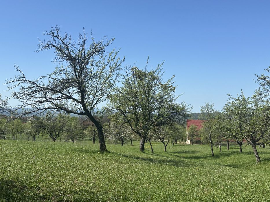 Vand teren intravilan, zona foarte linistita in localitatea Baia Sprie