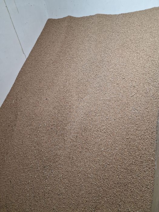 Grâu, porumb, triticale