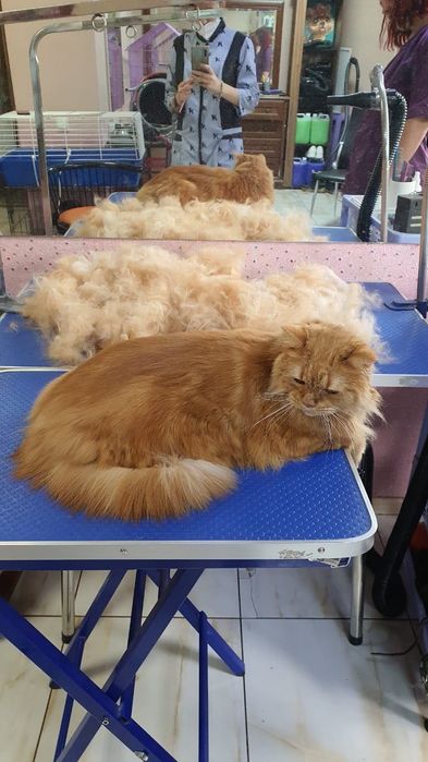 Стрижка, суперлинька  кошек