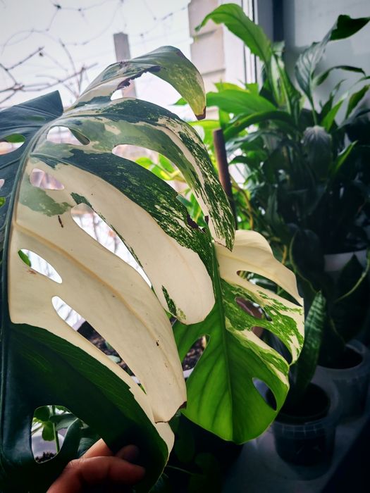 Бөлме гүлдері. Район Компоселок