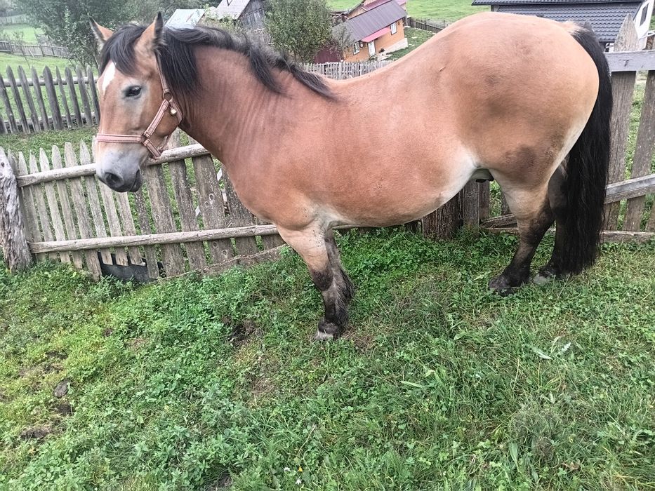 Cal de vânzare 4 ani