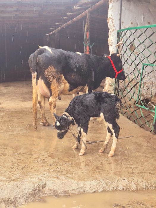 Сиыр сатылады 12лит сутті бар