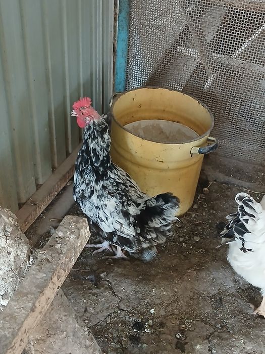Продам кур несушек